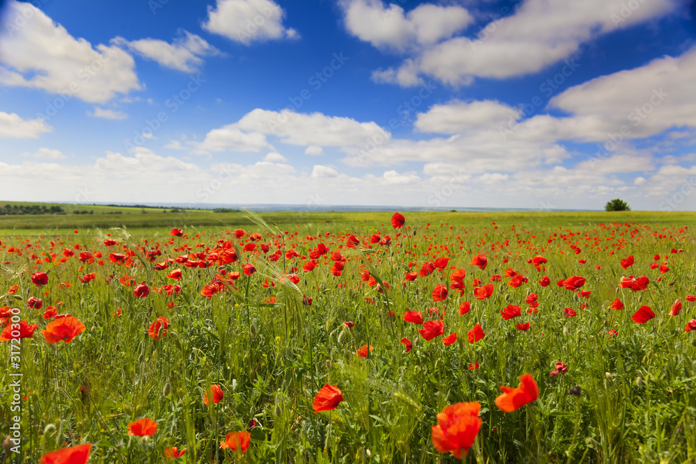 poppy flowers against the blue sky / summer meadow - obrazy, fototapety, plakaty 