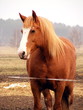 Portrait of palomino heavy horse