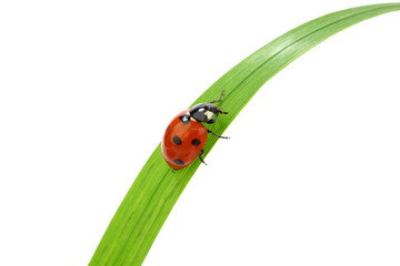 Canvas Print - ladybug on grass