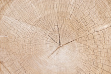 Closeup Of Freshly Cut Tree Stump Texture With Cracks