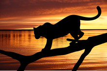 Silhouette Of Leopard On Branch On Sunset Background