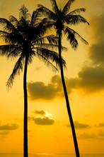 Palm Trees Silhouette At Sunset