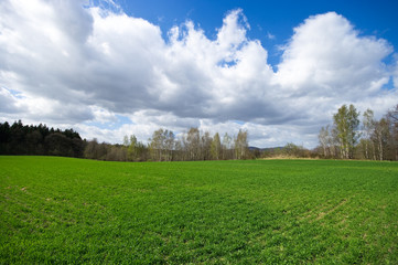 Wall Mural - Fresh meadow during the spring