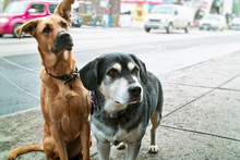 Two Dogs On Sidewalk