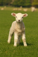 Curious Little Lamb