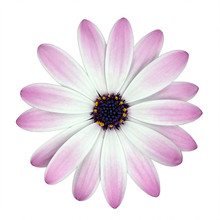 White And Pink Osteosperumum Flower Isolated