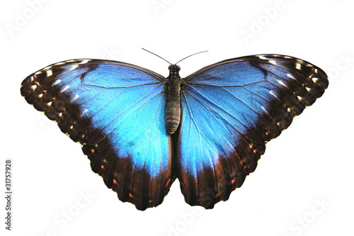 Fotografía Beautiful Blue butterfly, morpho peleides.