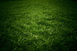 Fototapeta  - pole trawy