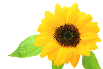 Wall Mural - sunflower