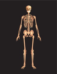 human body