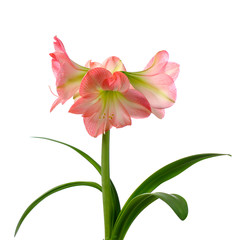 Wall Mural - blooming amaryllis