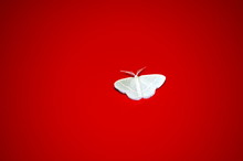 White Moth On Red Background Macro