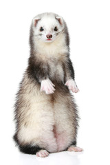 Canvas Print - Polecat stands on a white background