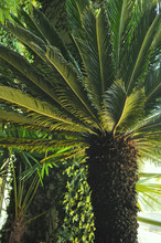 Cicadea Palm Tree