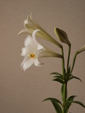 百合の花