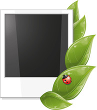 Blank Photo Frame With Green Leaves And Ladybug