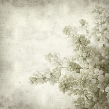 Textured Old Paper Background With White Lilac