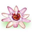 Vector photo-realistic beautiful passion flower
