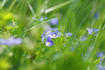 Canvas Print - Beautiful wildflowers close up