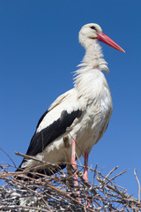 Wall Mural - White stork standing on the nest / Ciconia ciconia