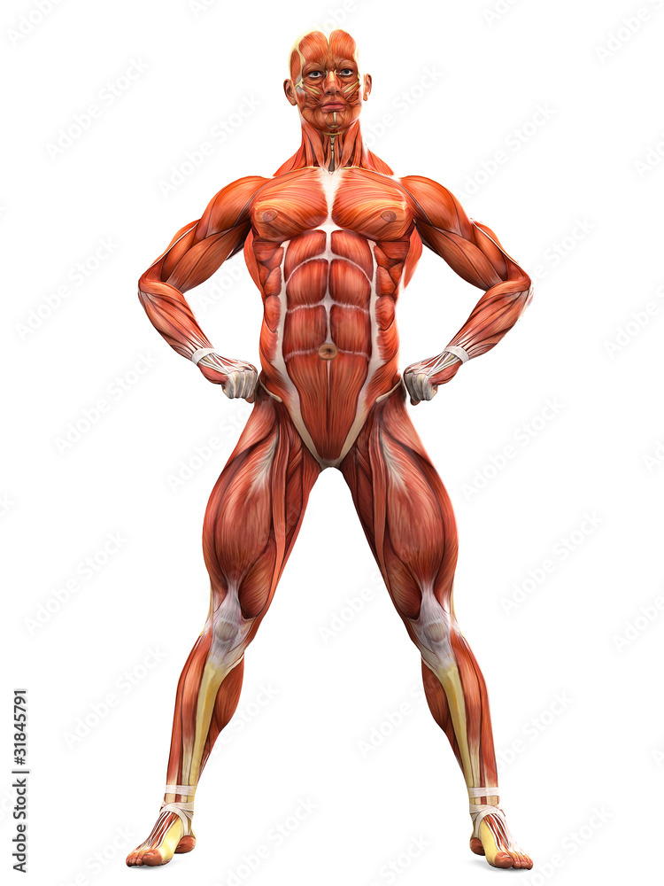 muscle man front view Stock Illustration | Adobe Stock