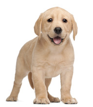 Labrador Puppy, 7 Weeks Old, In Front Of White Background