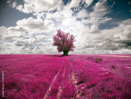 oniric landscape and tree - 31846584