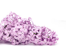 Fresh Purple Lilac