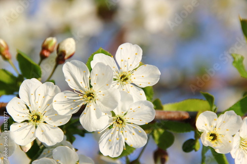 kwitnace-biale-kwiaty-jabloni