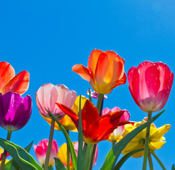 Fotomurales - Colorful tulips