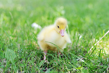 Wall Mural - duckling on green grass