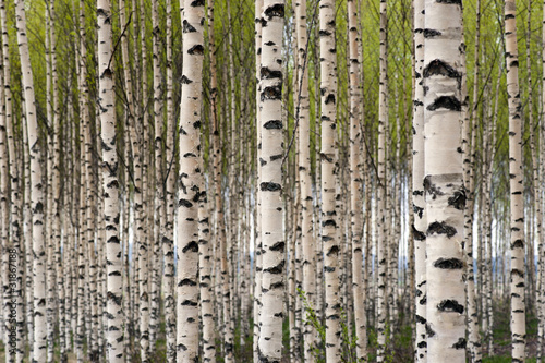 Naklejka ścienna Birch trees