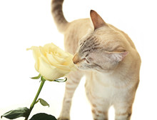 Cat Sniffing Rose.