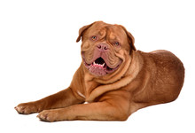 Cute Dog Of Dogue De Bordeaux Breed Lying Isolated