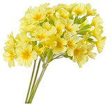 Fototapeta  - primrose flower