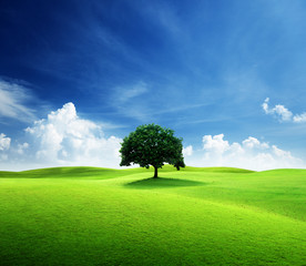 Canvas Print - one tree and perfect grass field