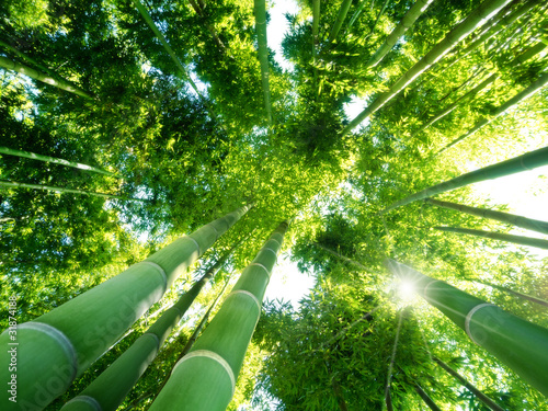 Naklejka na szafę bamboo forest