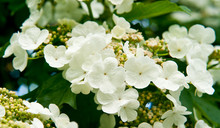 White Flowers Viburnum