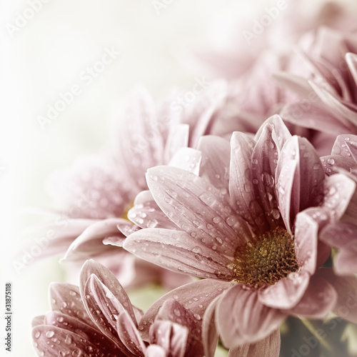 Naklejka na szybę Beautiful daisy flowers bouquet closeup