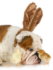 Fototapete - easter time