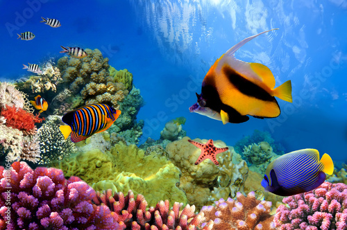 Fototapeta na wymiar Marine life on the coral reef