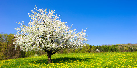 Wall Mural - Single blossoming tree in spring on rural meadow