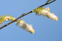 Branch With Cottonwood Seeds