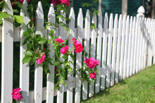 Rose Picket Fence
