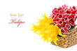 Red and yellow tulips in a basket isolated on white background