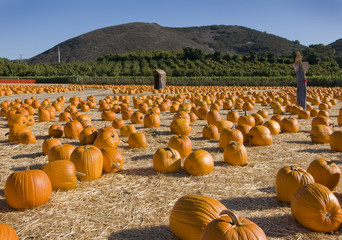 pumpkin patch