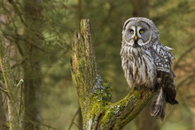 The Great Grey Owl Or Lapland Owl, Strix Nebulosa
