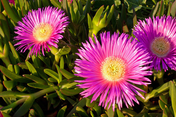 Carpobrotus edulis-crybaby flower of beaches