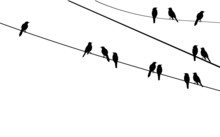 Vector Birds On Wire