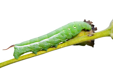 Wall Mural - Caterpillar of hawkmoth 4